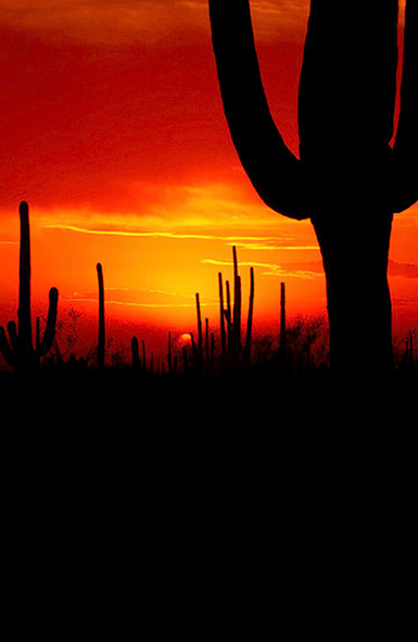 Sunset just after a dust storm at Saguaro National Park West just west of Tucson, Arizona